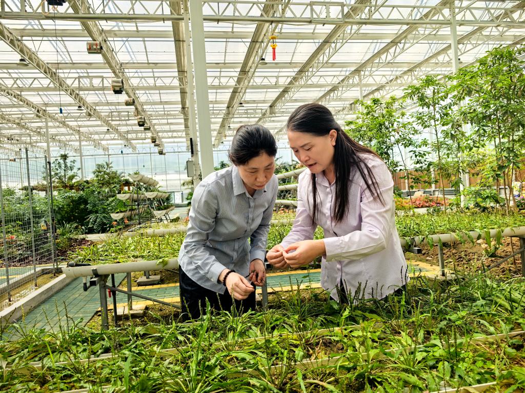 2025年9月，黄桂云（右一）与科研人员在察看太空育种丰都车前生长情况。